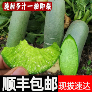 水果萝卜甜脆水果型顺丰包邮潍坊萝卜潍县沙地青萝卜10斤新鲜生吃