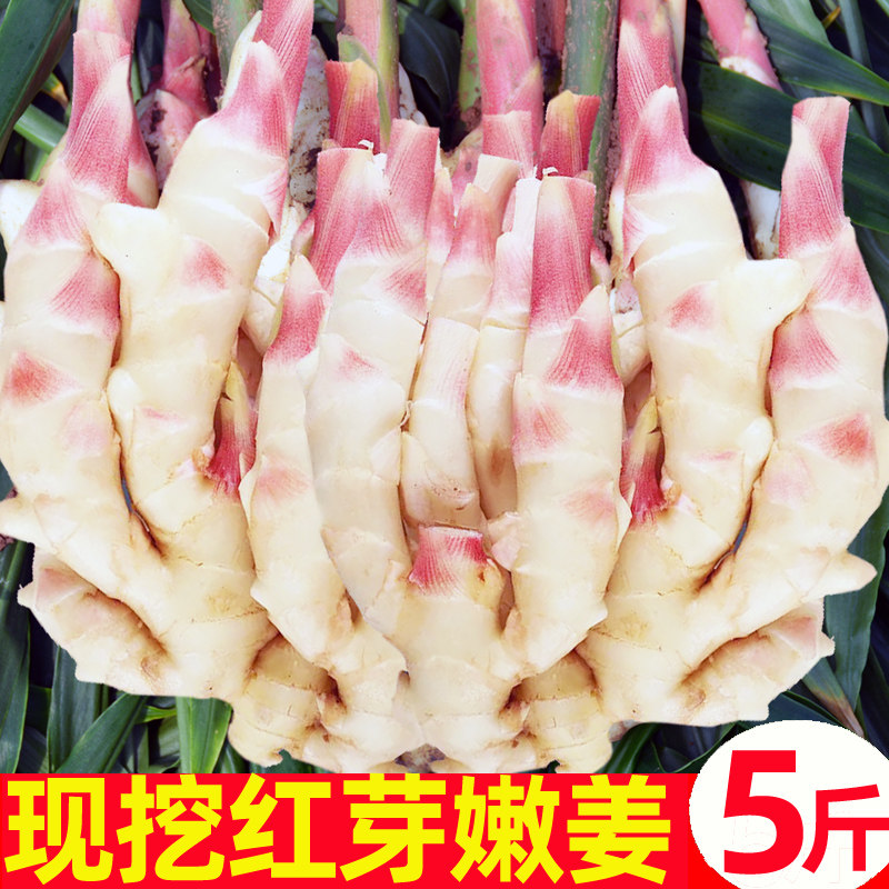 嫩姜新鲜仔姜子姜红芽姜指头生姜5斤山东非云南小黄姜泡老醋鲜姜_虎窝淘