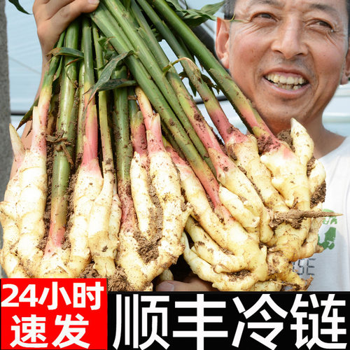 顺丰现挖红芽嫩姜新鲜大仔姜子姜