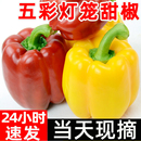 彩椒新鲜水果甜椒生吃七彩辣椒七彩椒五彩灯笼红小米椒圆椒蔬菜青