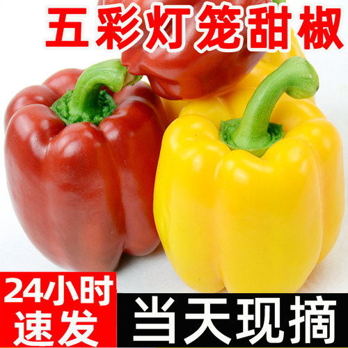 （只发红黄果）灯笼五彩甜椒