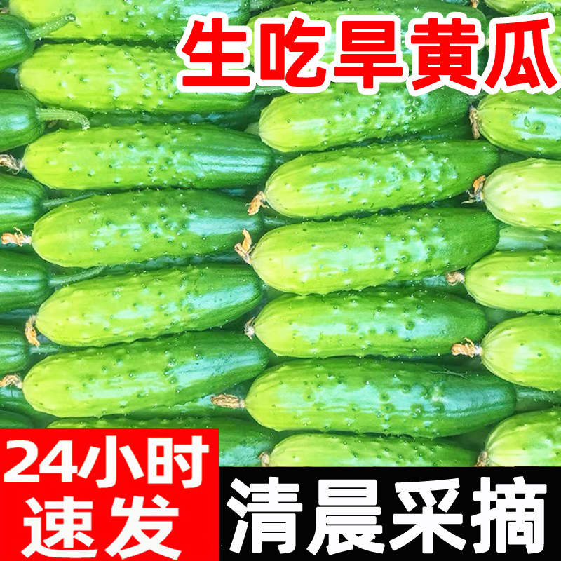 小黄瓜水果旱黄瓜新鲜5斤小青瓜东北海阳白玉生吃10山东农家蔬菜
