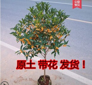 桂花树苗盆栽浓香型四季庭院地栽金桂矮桩室内花卉好养易活小盆景