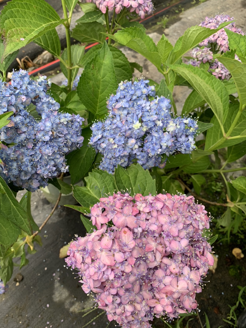 绣球花小苗  三河千鸟