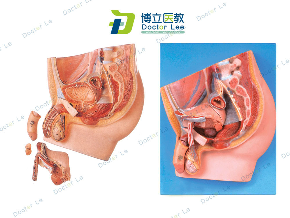 男性盆腔正中矢状切面人体解剖模型 生殖泌尿系统健康 计划生育