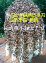 活体中华蜜蜂中蜂蜂群中蜂蜂王笼蜂1