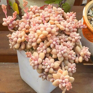 姬秋丽多肉老桩一物一拍群生包邮花盆丸叶姬秋丽锦组合盆栽含盆