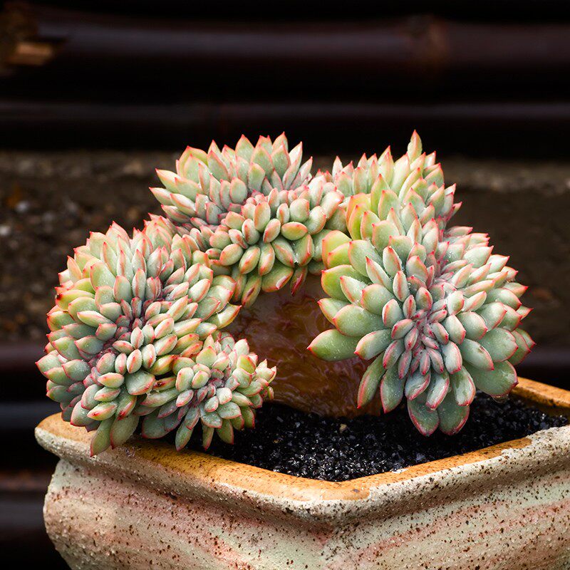 勇敢缀化多肉植物老桩超大雨燕座包邮一物一拍群生多头组合盆栽