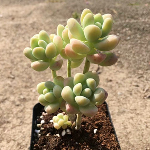 天使之泪多肉植物老桩群生一物一拍包邮室内防辐射阳台盆栽绿植花