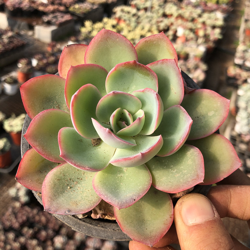 美国蓝光多肉植物老桩超大薄叶三仙广寒宫晚一物一拍室内防辐射