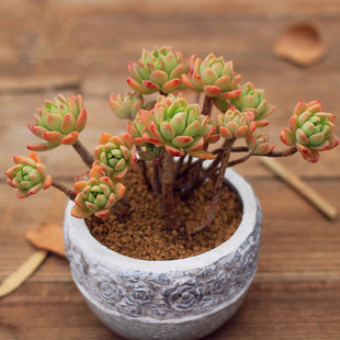 马库斯多肉老桩一物一拍群生多头悬崖桩缀化包邮组合盆栽防辐射