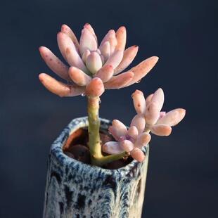 秋丽多肉老桩悬崖桩一物一拍群生包邮花盆丸叶姬秋丽盆栽防辐射大