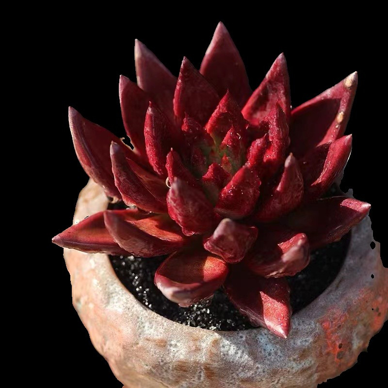 红灵魂多肉老桩群生一物一拍超大包邮暗纹红檀多头盆栽绿植带土