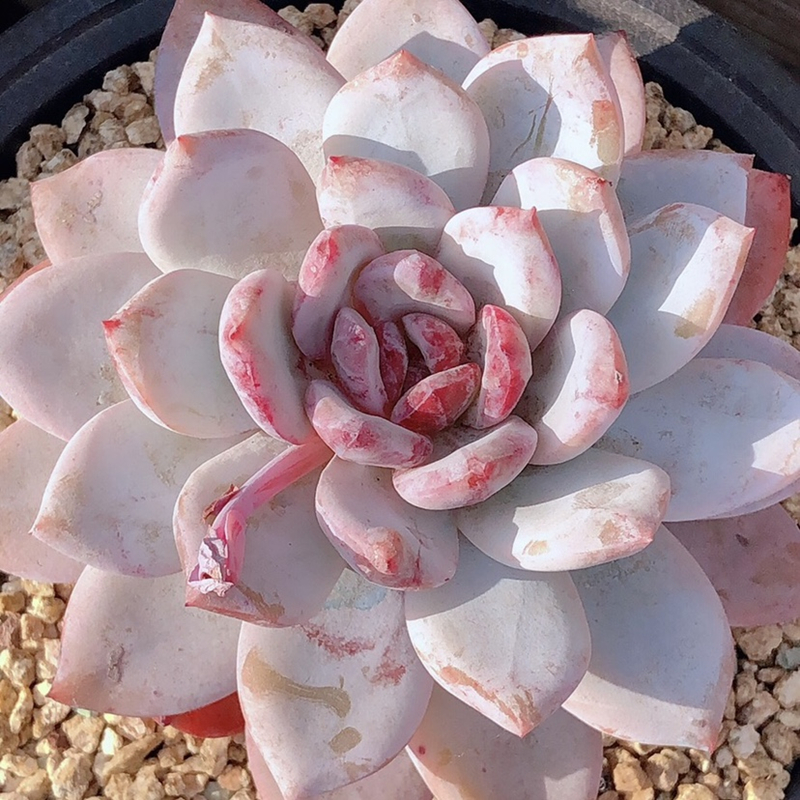 嫦娥多肉植物雪莲老桩橙梦露群生一物一拍盆栽包邮室内含盆防辐射