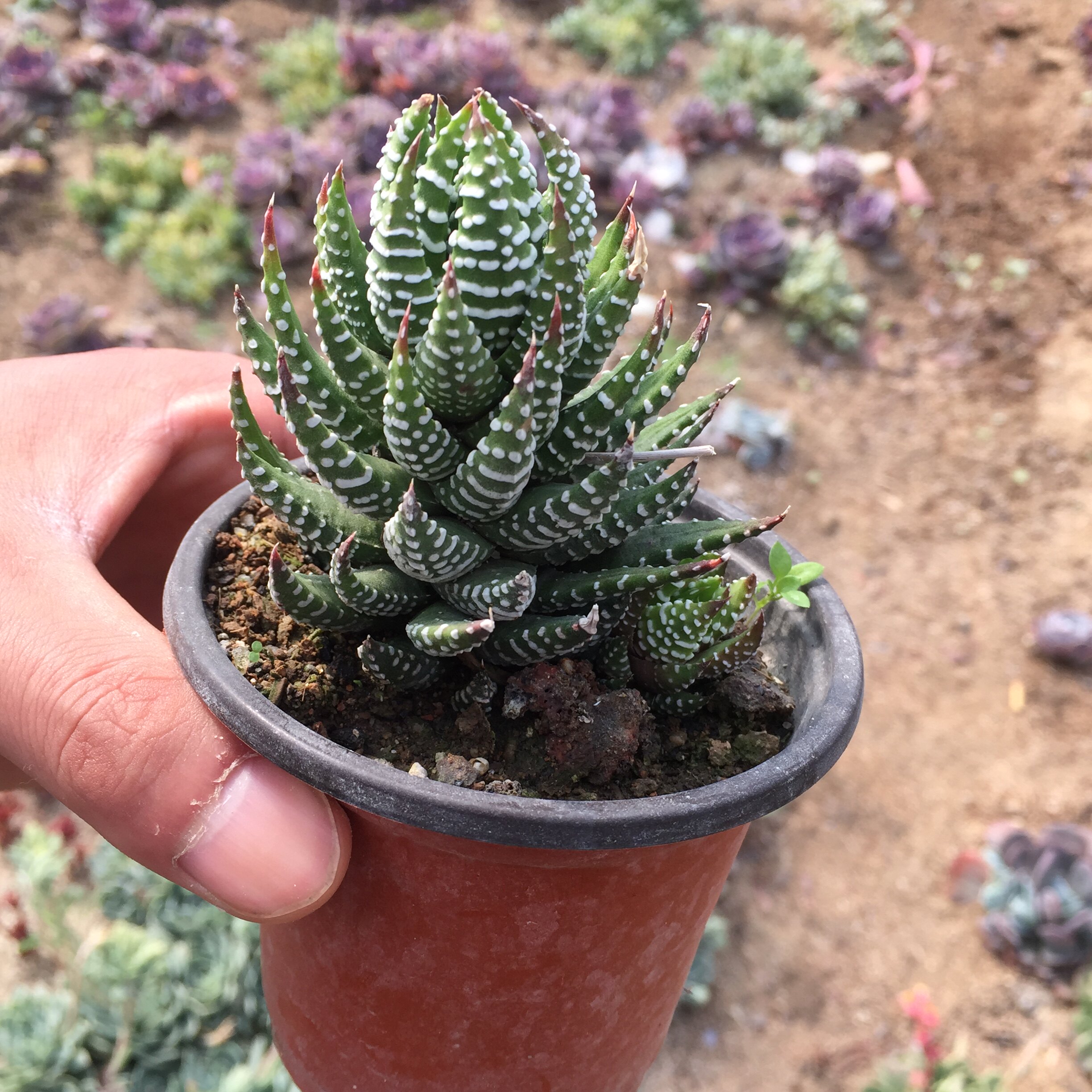 鹰爪多肉十二稿条纹十二卷芦荟琉璃殿组合盆栽包邮一物一拍防辐射