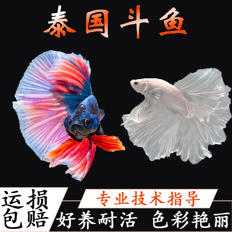 精品泰国半月斗鱼好养耐活体观赏鱼多色冷水亚热带淡水小型小鱼