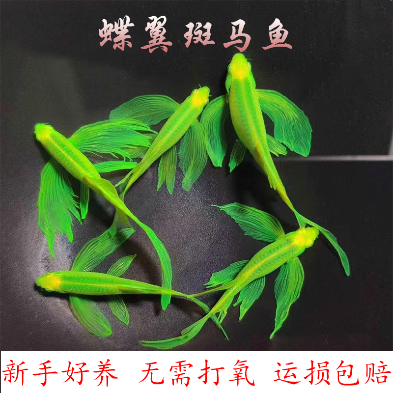 蝶翼斑马鱼活体热带淡水观赏鱼新手好养小型鱼苗好养耐活观赏鱼苗