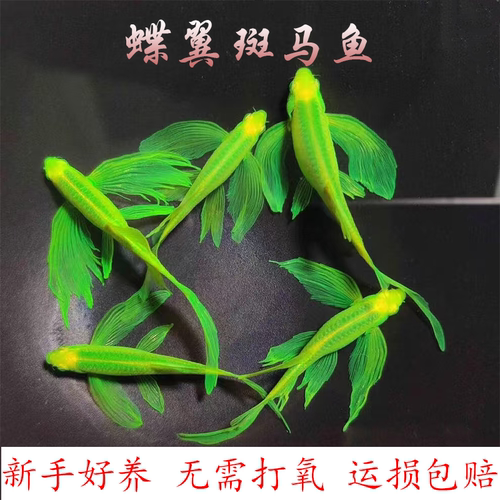 蝶翼斑马鱼活体热带淡水观赏鱼