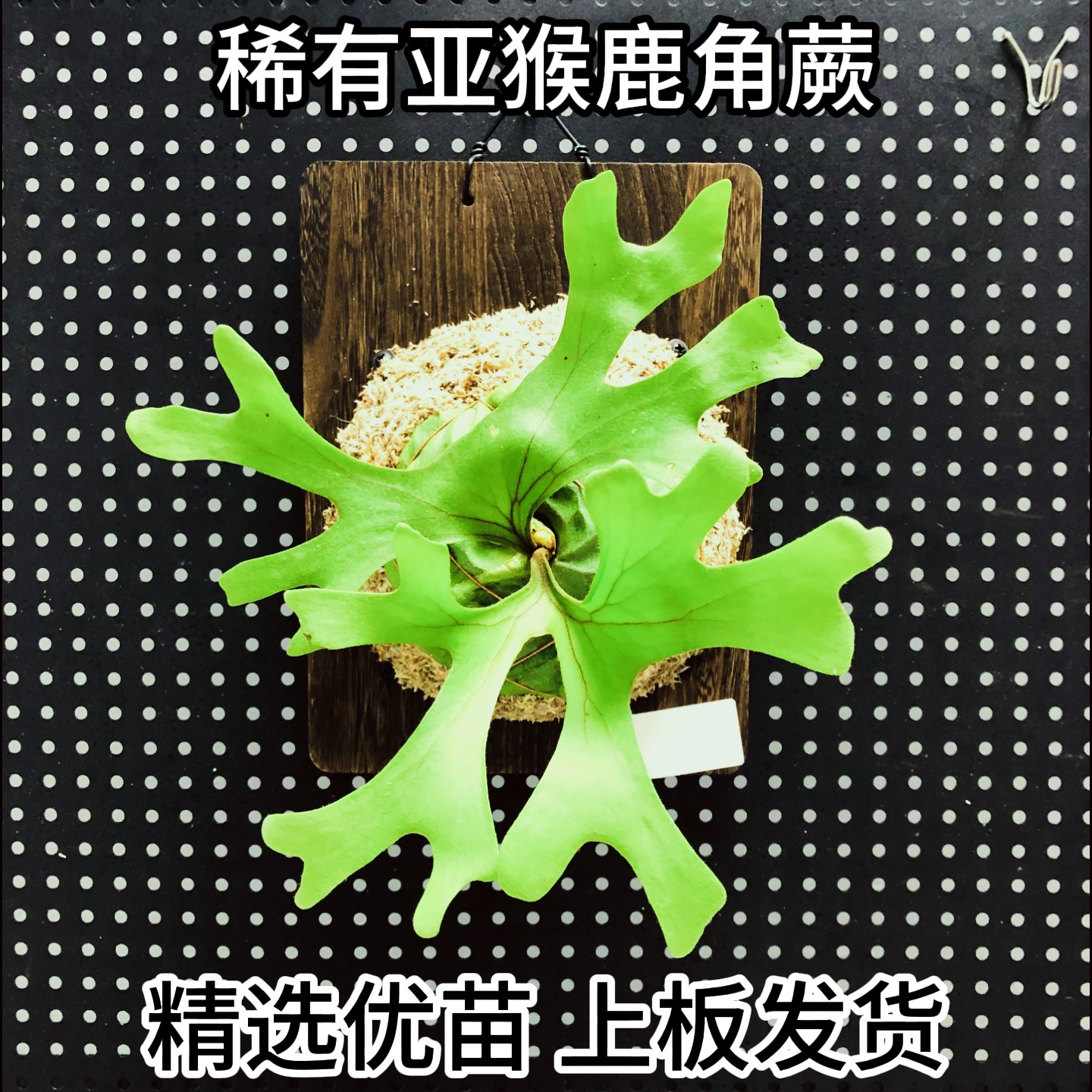 稀有立叶亚猴鹿角蕨活体上板发货室内绿植盆栽悬挂四季常绿北欧风