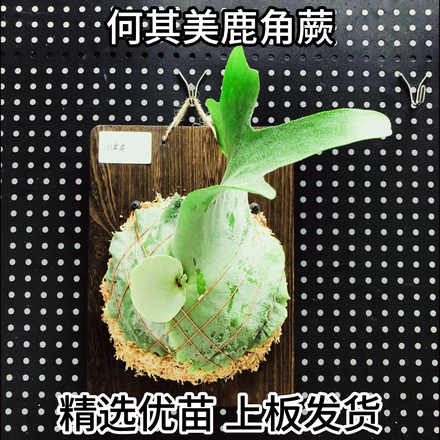 何其美鹿角蕨活体绿植物盆栽室内悬挂北欧ins风桌面办公好养易活
