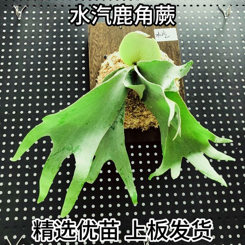 水汽鹿角蕨上板发货精选苗四季绿