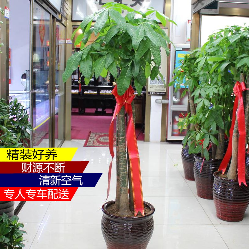开业乔迁办公室内大盆栽发财树金桌面绿植