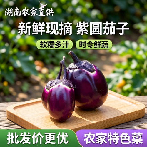湖南紫圆茄子新鲜现摘大茄子蔬菜批发农家软糯紫茄特色菜时令季节