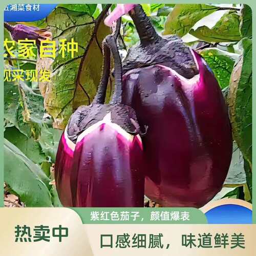 湖南新鲜蔬菜时令露天本地茄子