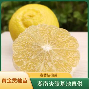 黄金贡柚苗 带土杯苗 春香桔柚苗 嫁接苗