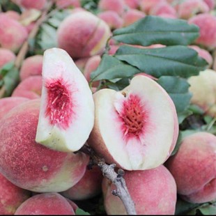 金秋红蜜冬桃苗 10-11月成熟 雪桃苗 晚熟冬桃苗 裸根