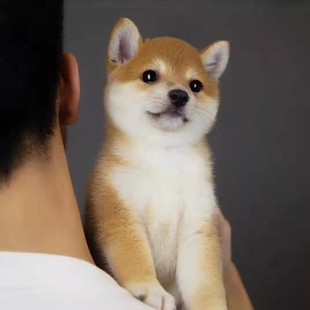 柴犬幼犬纯种豆柴宠物狗日本柴犬幼崽活体秋田犬黑白色小柴犬狗狗