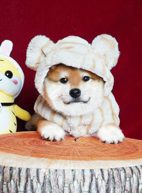 日本柴犬幼犬纯种豆柴血统犬CKU
