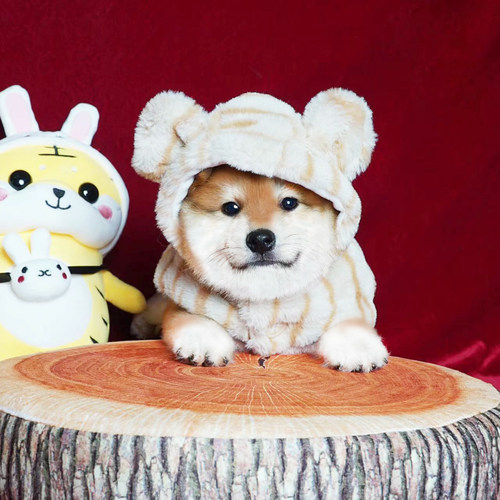 日本柴犬幼犬纯种豆柴血统犬CKU