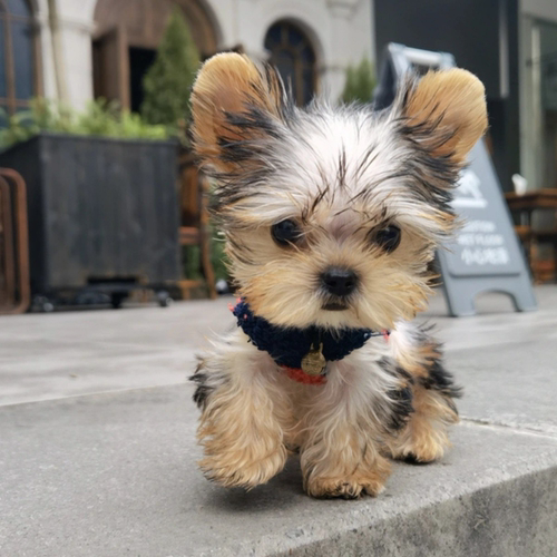 上海cku犬舍约克夏幼犬纯种幼崽
