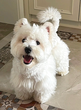 西高地幼犬纯种血统级狗狗