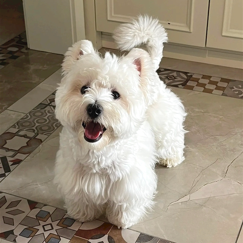 西高地幼犬纯种血统级狗狗