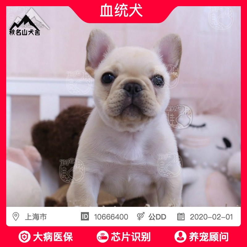 法斗幼犬短体法牛幼犬法斗小体法斗牛犬幼犬法国上海杭州犬舍