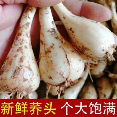 荞头新鲜带叶荞头现挖江西大个藠头农家自种现发带叶荞头茭头叫头