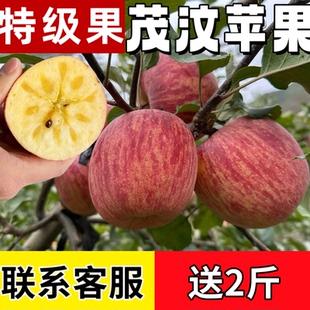 阿坝州汶川茂县理县九寨沟小金糖心苹果四姑娘山小王子冰糖心5斤