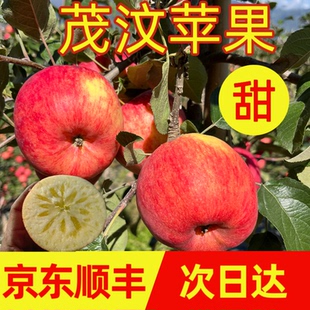 阿坝州高原苹果汶川茂县理县九寨沟小金糖心苹果四姑娘山小王子甜