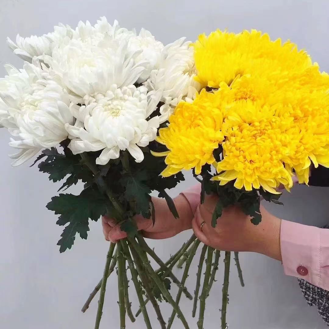 菊花大花苞水养新鲜采摘白菊黄菊大花朵家用基地直发江苏花店包邮