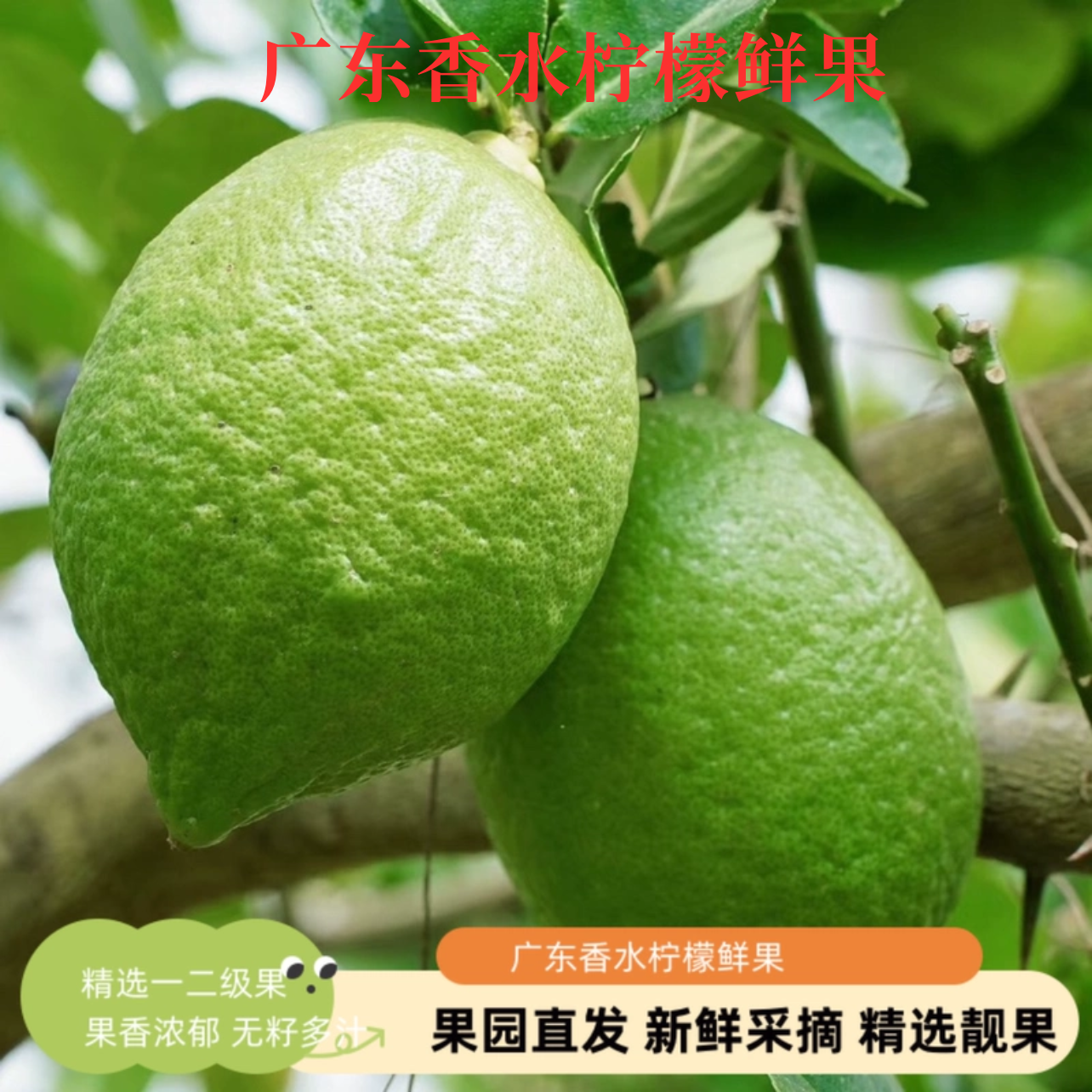 广东香水柠檬无籽青柠檬新鲜水果青柠檬海南香水柠檬奶茶店饮料