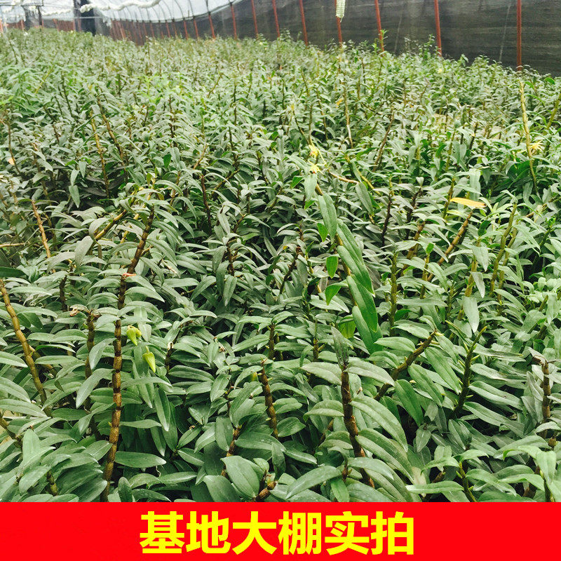 铁皮石斛苗盆栽种植石斛驯化苗可食用三年正宗雁荡山室内花卉绿植