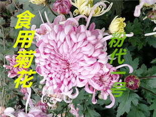 开花涮火锅 食用菊花苗室内外庭院阳台花卉观花植物能吃菊花四季