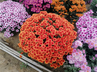 橙水晶四季苗室内外庭院阳台花卉观花绿植物大菊花秋菊四开花荷兰