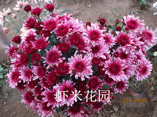 进口室外盆栽鲜切花小雏菊包邮