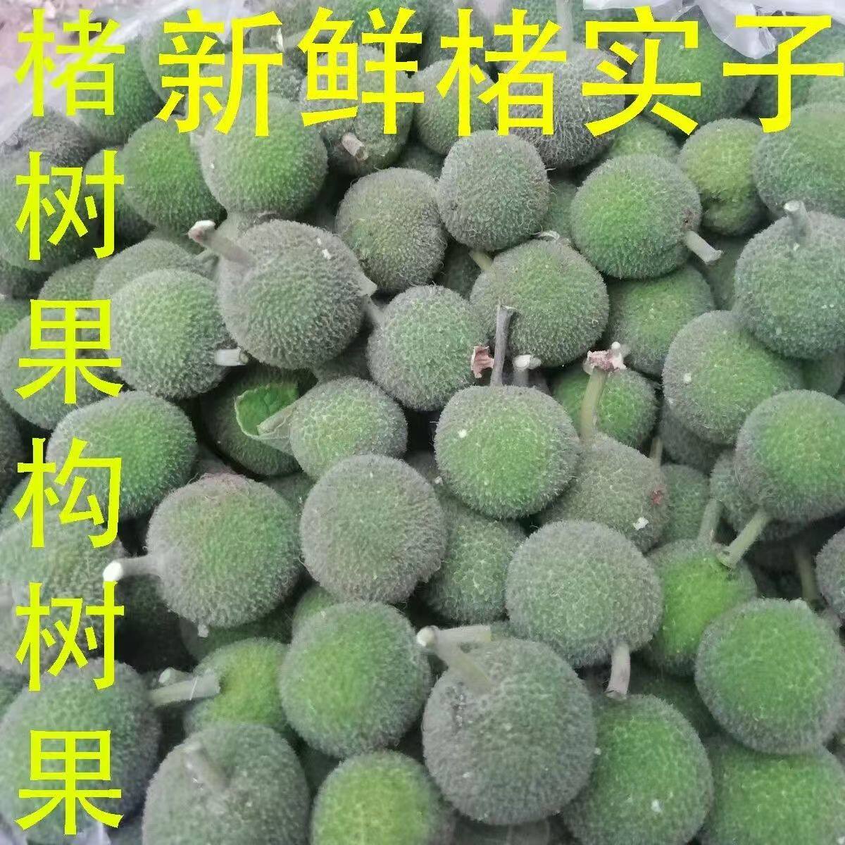 新鲜构树果楮桃果构果构树楮实子假杨梅青果楮树果包邮泡酒养生