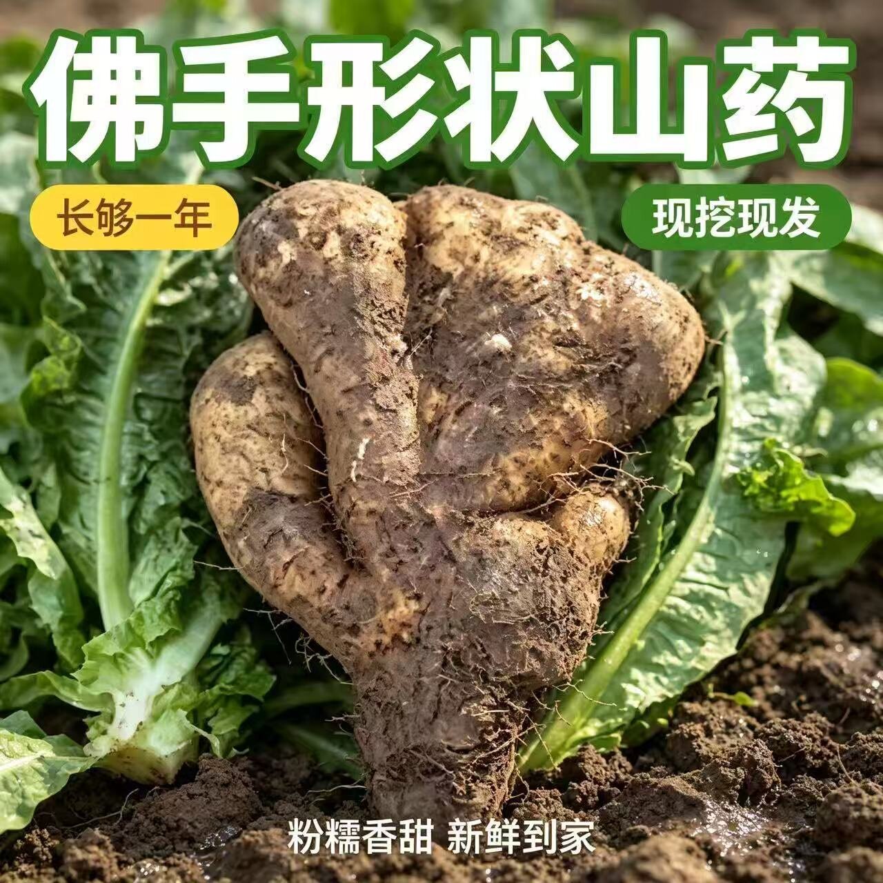 新鲜山药现挖佛手山药佛掌山药时令煲汤炖肉好食材营养丰富