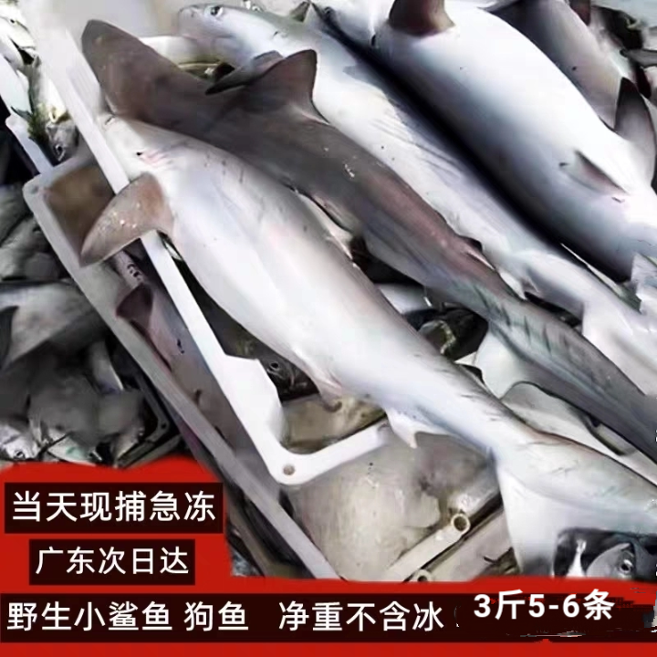 新鲜小鲨鱼仔现捕海钓速冻南海广东狗鱼海水产包邮净重整条