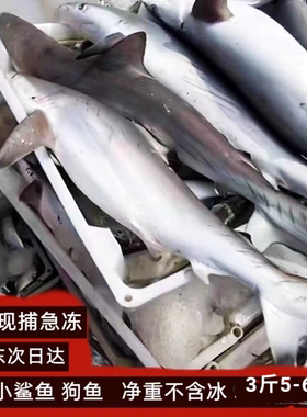新鲜小鲨鱼仔现捕海钓速冻南海广东狗鱼海水产包邮净重整条